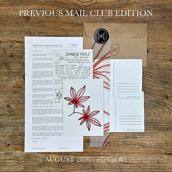website-prvious-Japanese-Maple-web.jpg