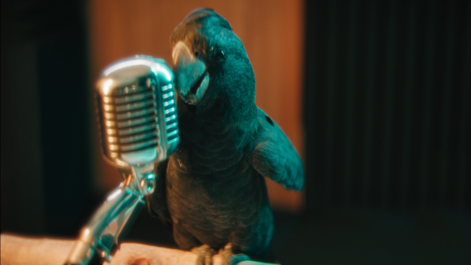 Perth Wildlife Hospital - Cockatune