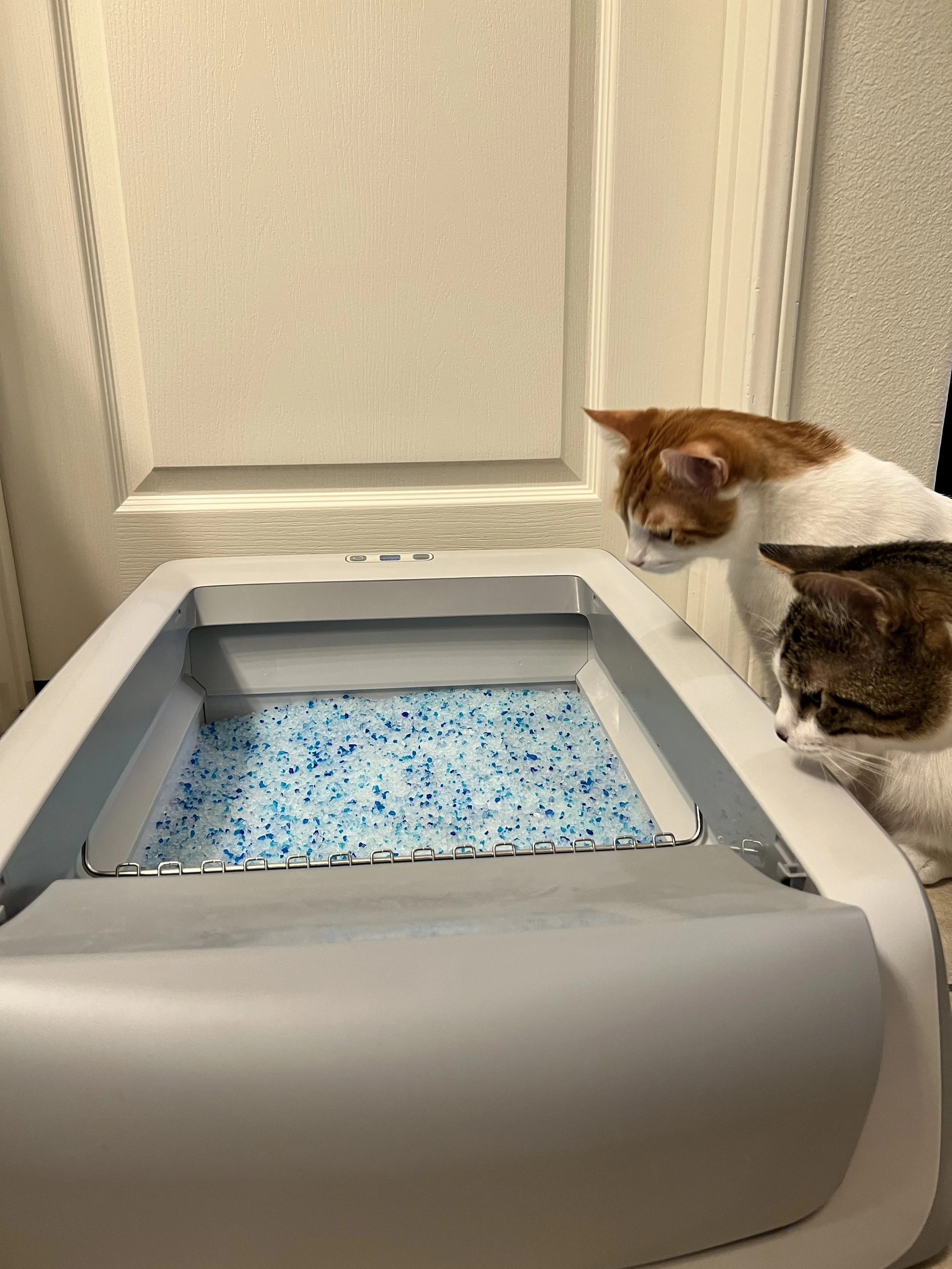 Product Review: PetSafe ScoopFree LitterBox