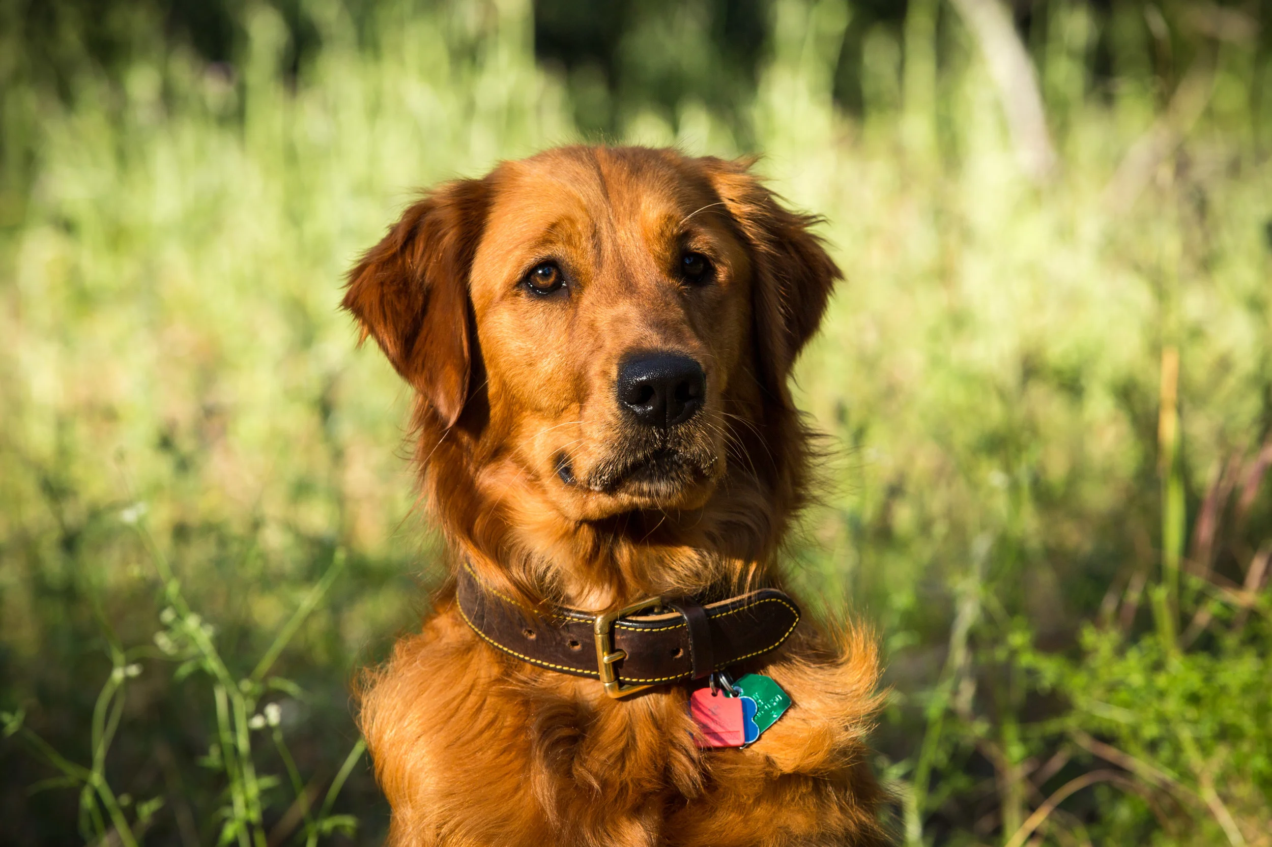 Portrait of dog, Golden Retriever, in park, Lake Anderson Dam Park, Morgan Hill, CA