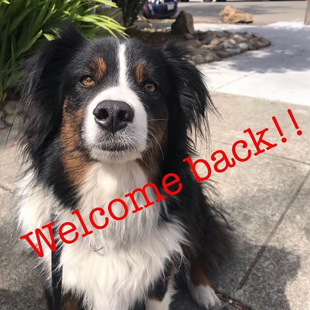 We are so happy to welcome these old friends back to the Working Walk pack! 🥰🥰 Dharma the Aussie has had some serious backsliding in behavior since we last saw him a few years ago.  Some owner medical issues turned his whole world upside down and h