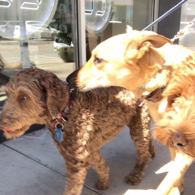 Doodle sandwich 🐶🥪! I created a tiny pack for Robert&rsquo;s first day today and he did wonderfully.  Robert is a young guy, but unfortunately had to get a hip replacement that put him in 6 months of isolated recovery.  Needless to say his social s