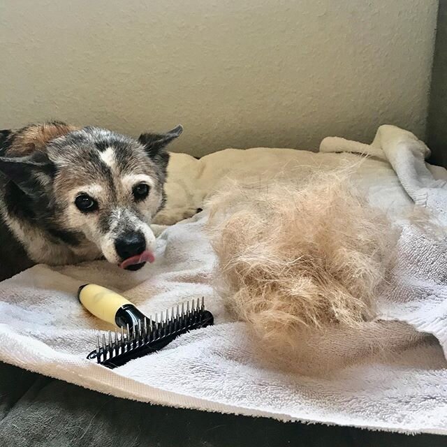 HEELER REALNESS 🤭 Summer weather is here and Miss MoneyPenny&rsquo;s undercoat is popping out to say HELLO👋🏽 all over my house 😒. I found an amazing tool for $8 that produced this giant tumbleweed in about 5 minutes. If you have a pup with an und