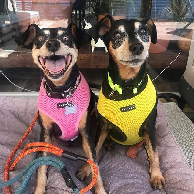 ⚡️WONDER TWINS POWER, ACTIVATE⚡️form of: senior Min Pin duo Sophie and Sanches! Our new fosters are a little dream team ready to cozy up with a new family.  If you can handle double the fun, check em out at @muttvillesf !