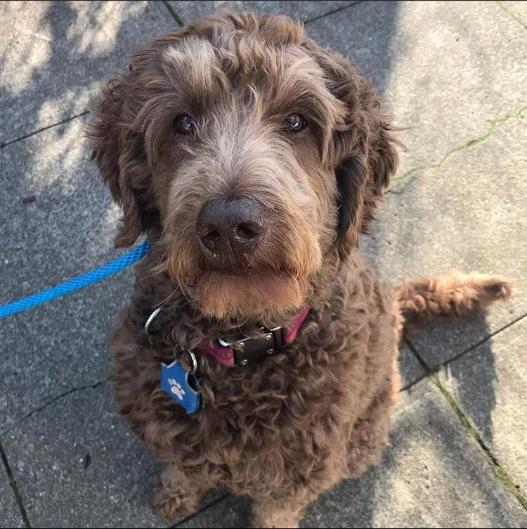 Cooper