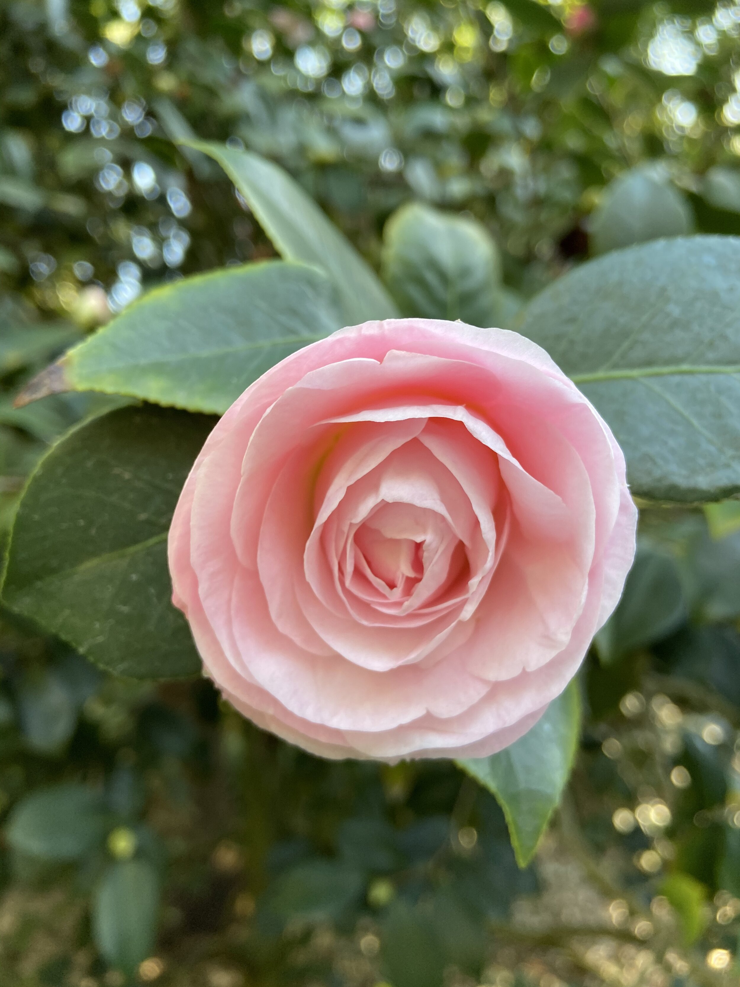 Equinox Energy Transmission - Sunday 21 March