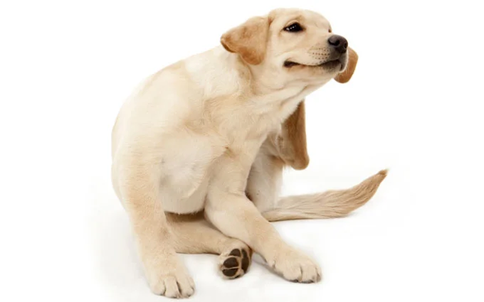 It's Flea and Tick prevention time!