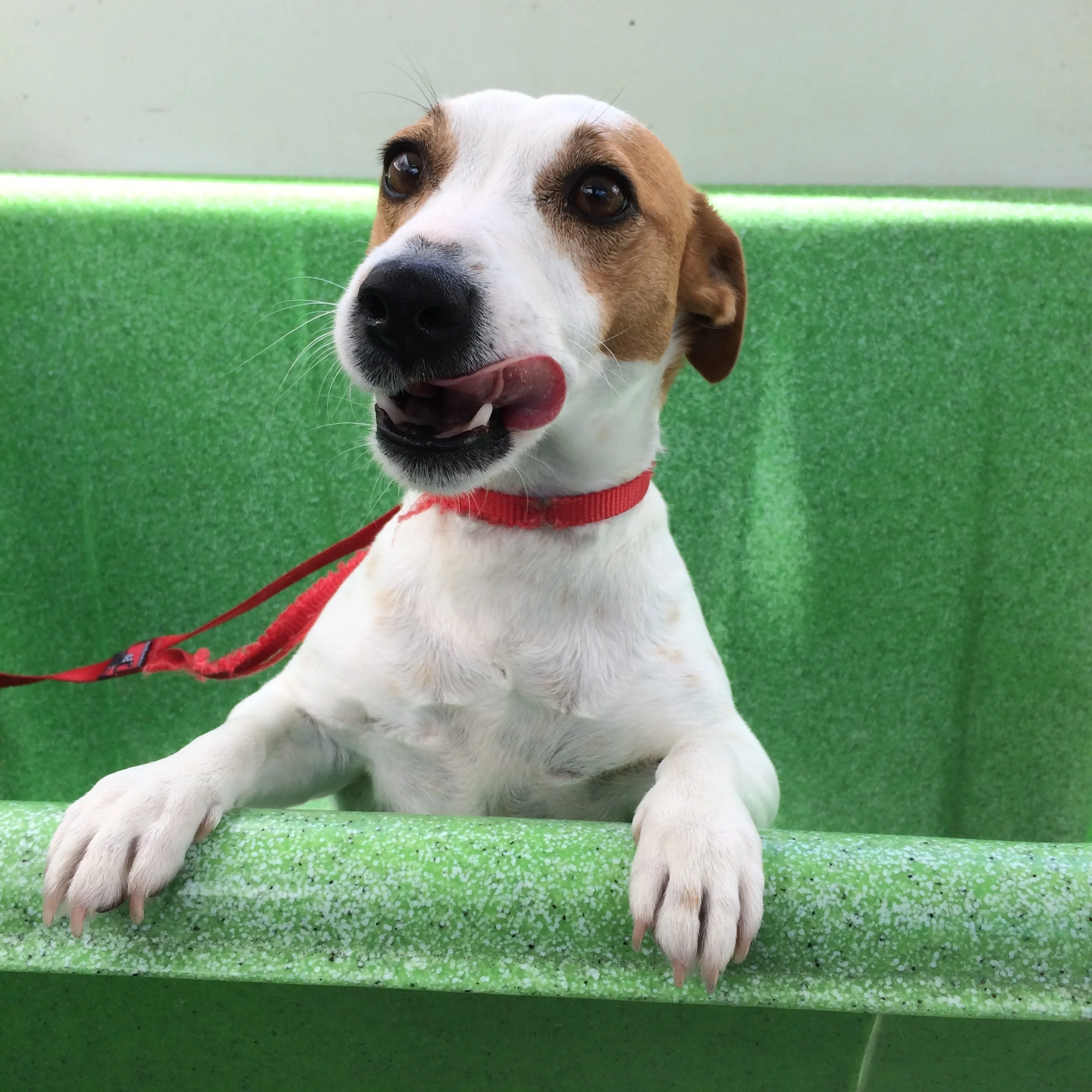 stylist-to-the-dogs-mobile-hydrobathing-minifoxy