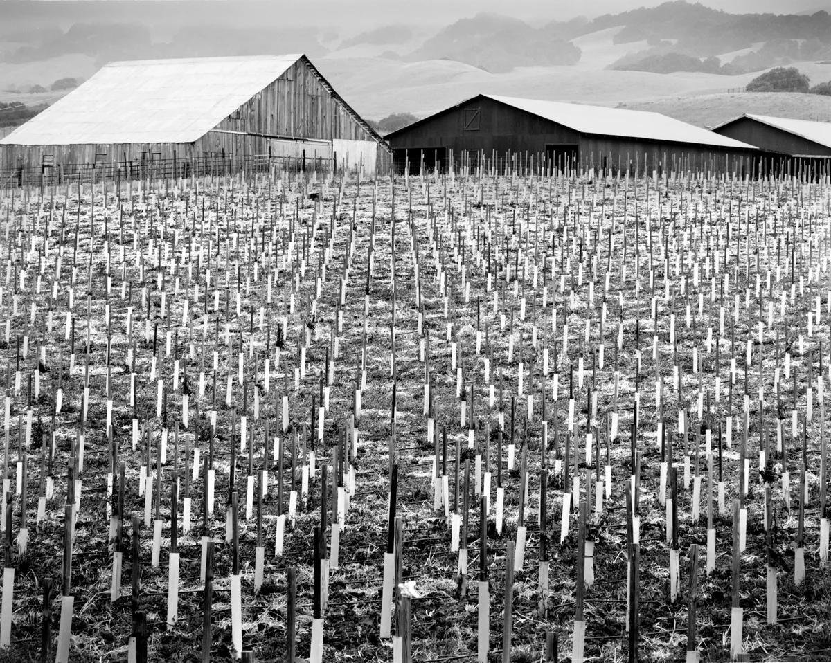 Fields, Petaluma