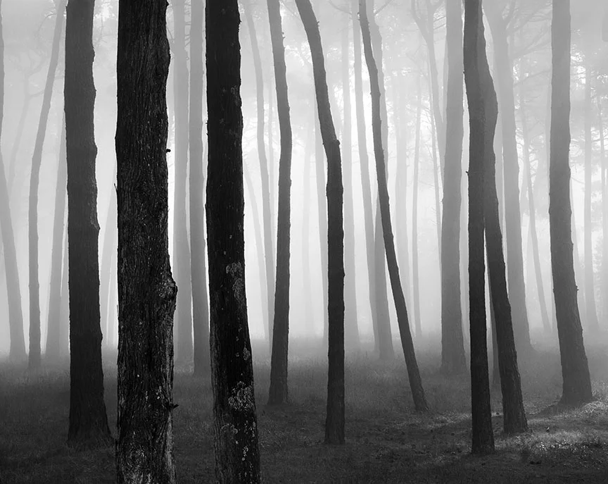 Trees in Fog, SF Presidio
