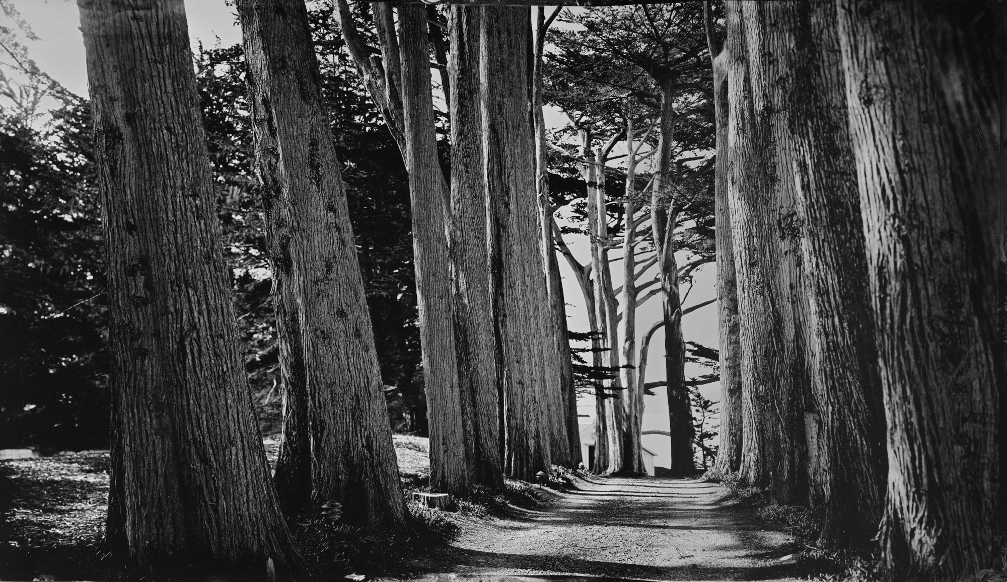 Row of Cypress