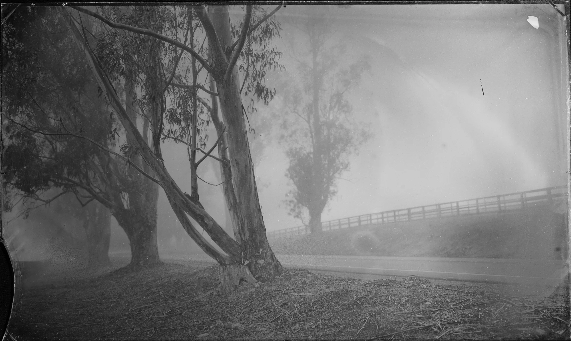 Eucalyptus and Fog