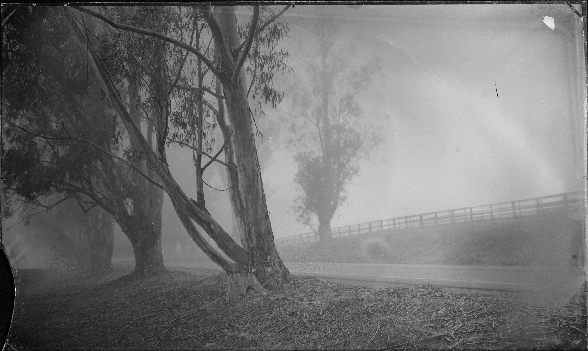 Eucalyptus and Fog