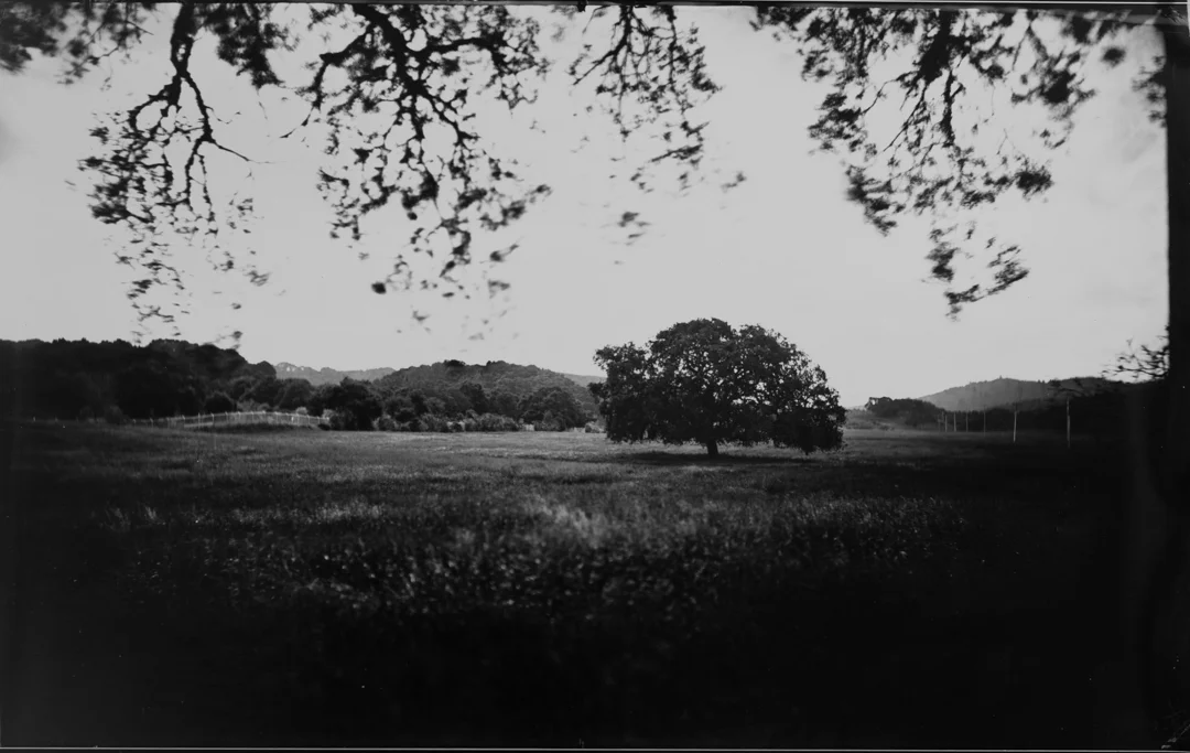 Oak, Filoli