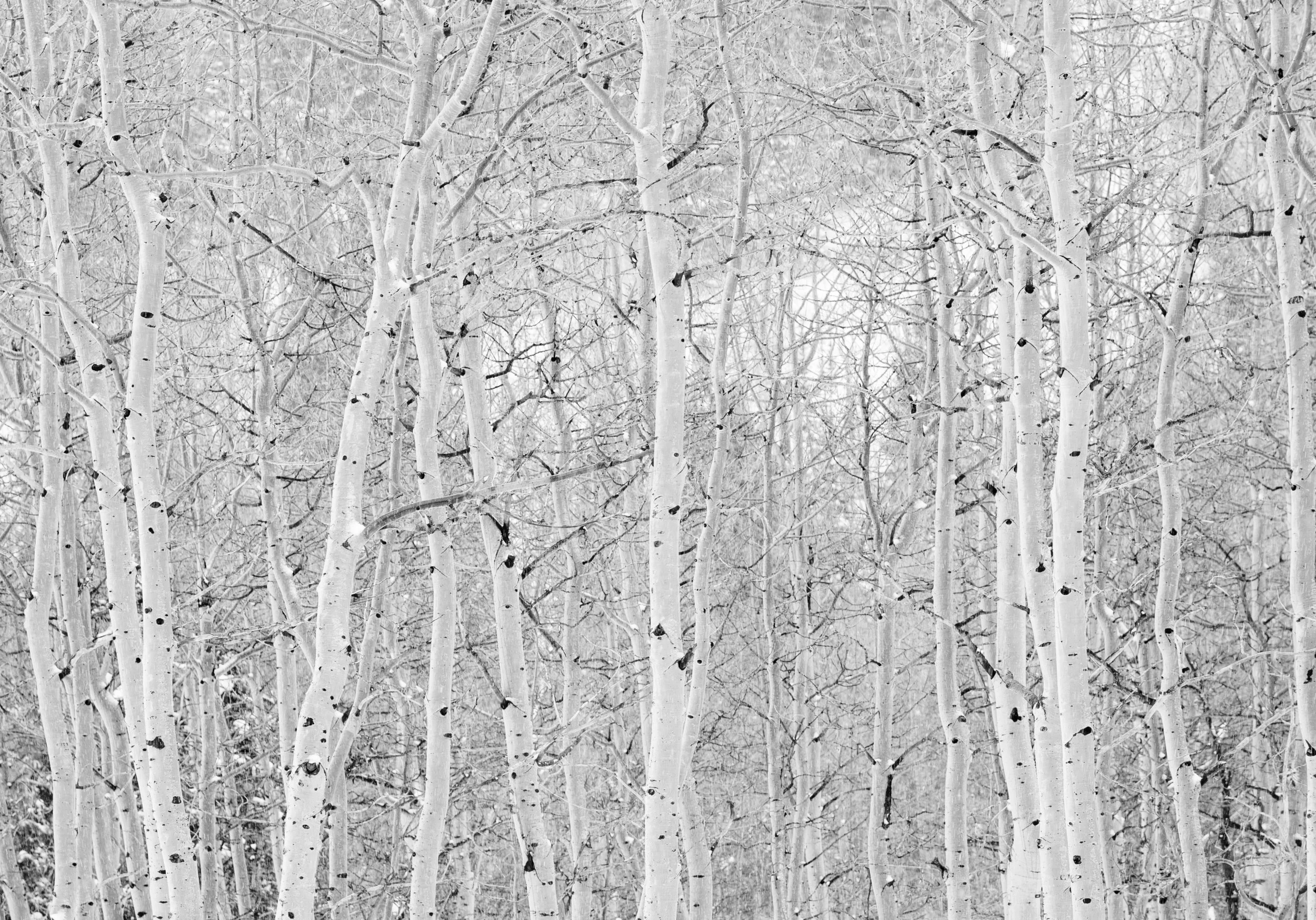 Aspen and Snowfall