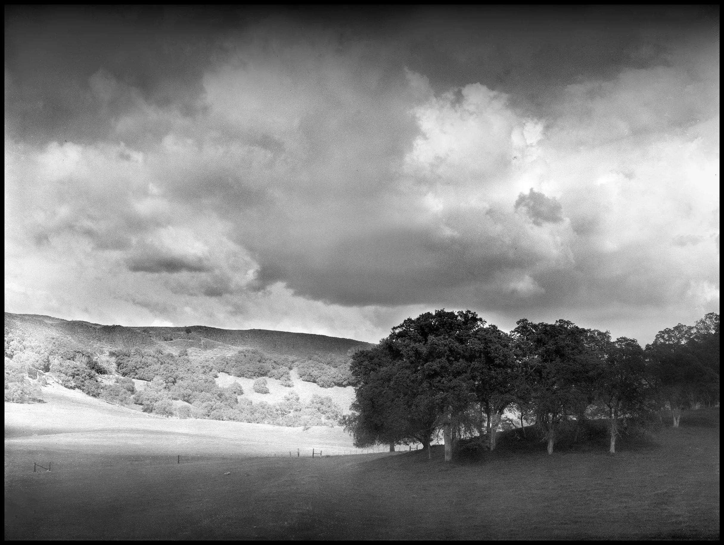 Oaks in changing light, Tuolumne