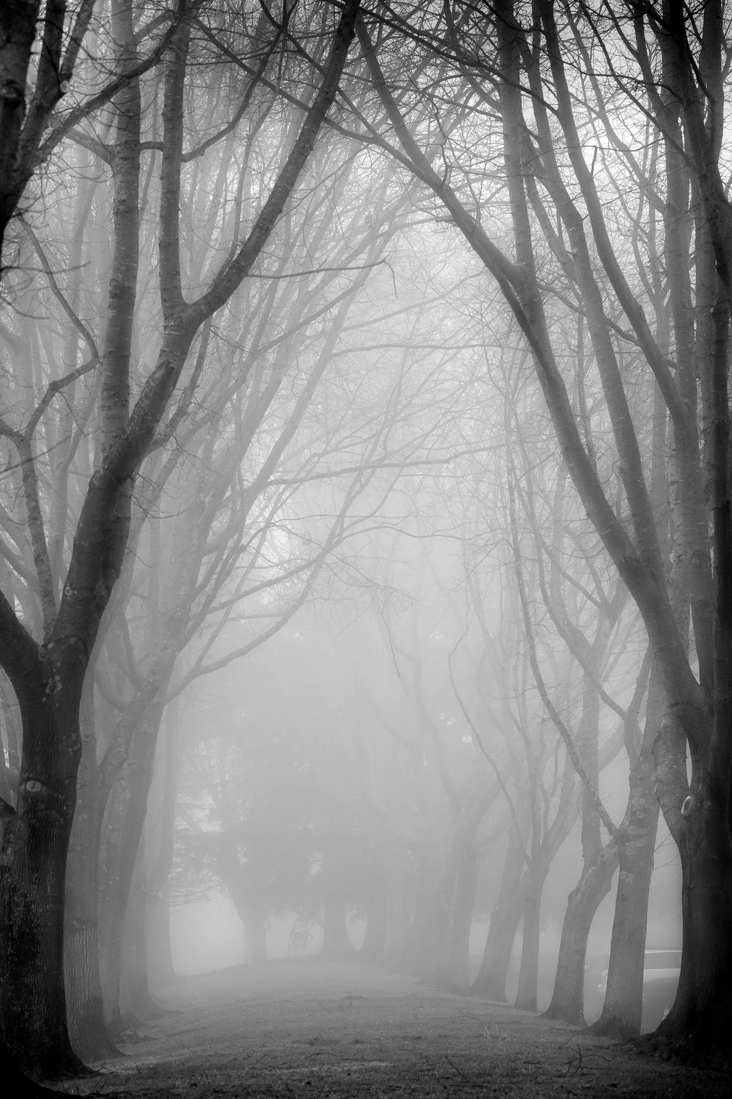 Trees in Fog, Study 14