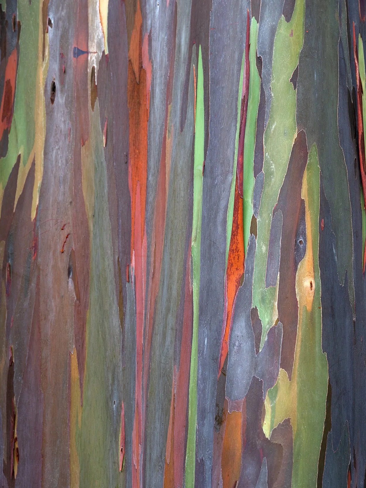 Rainbow Eucalyptus, Study 5