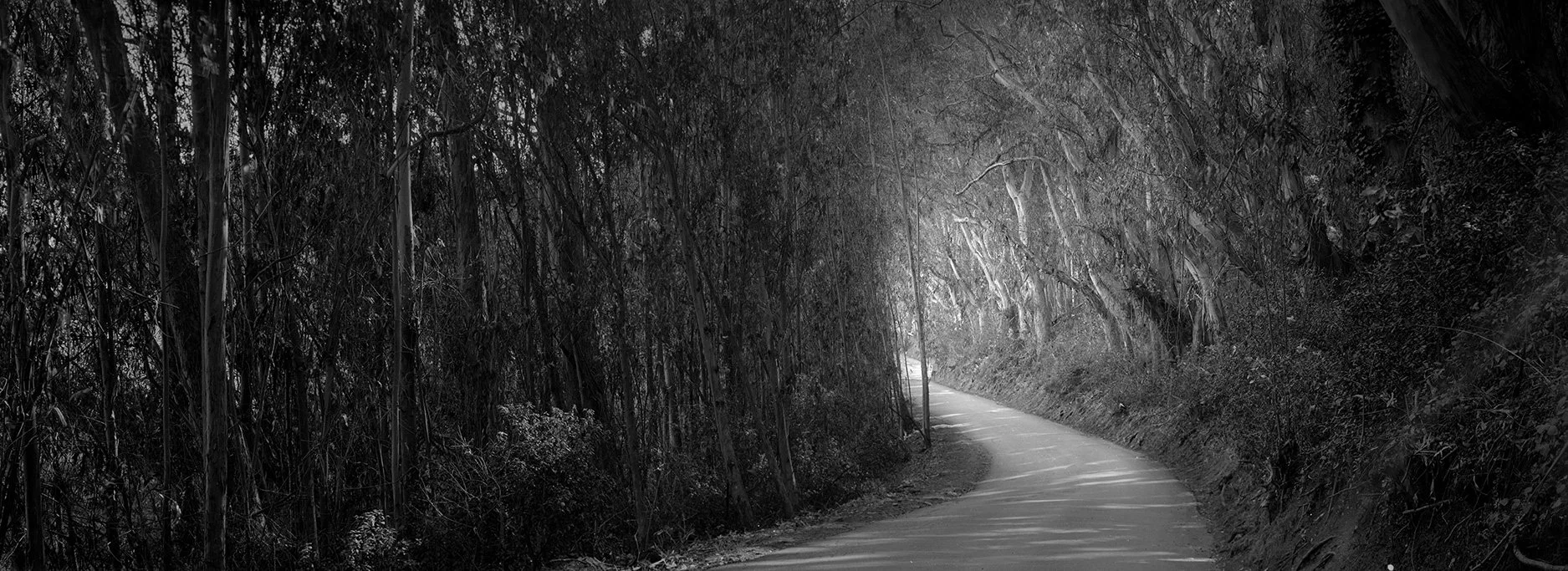 Light Opening, Costanoa (CA.)