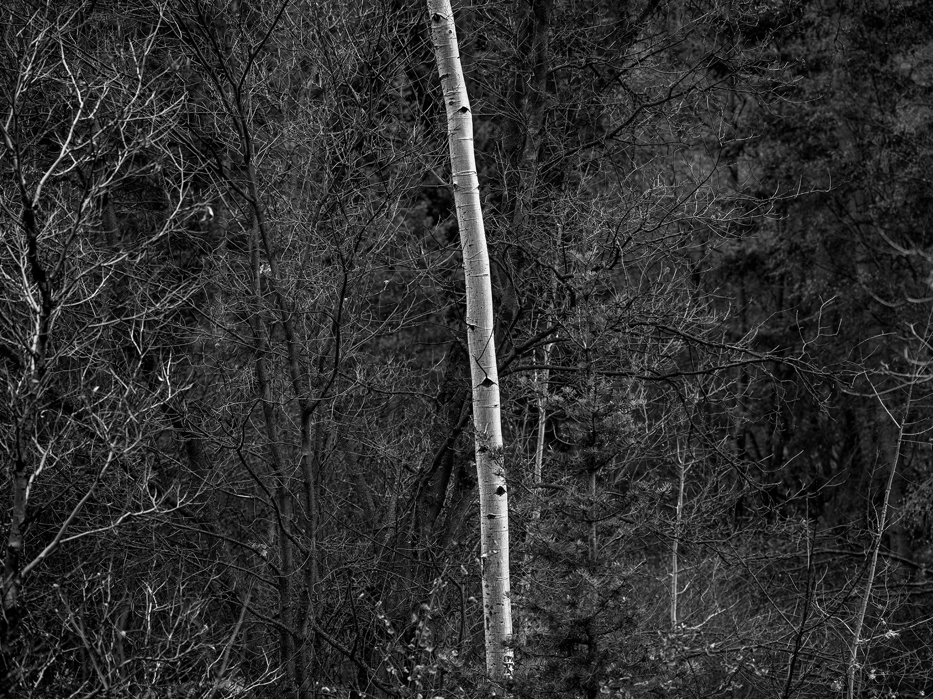 Aspen in light rain