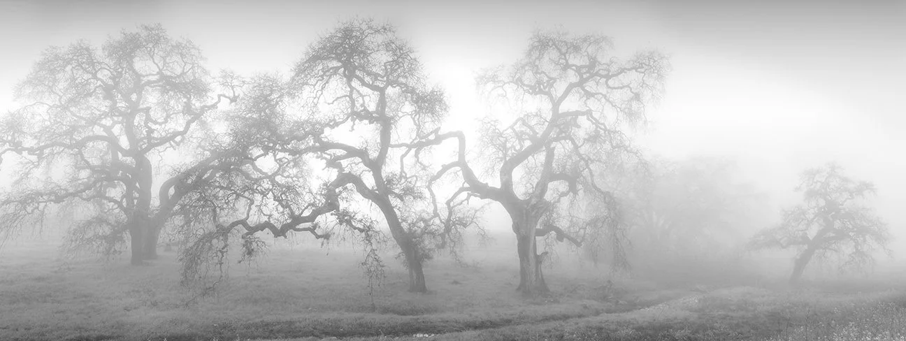 Row of Oaks, Napa 