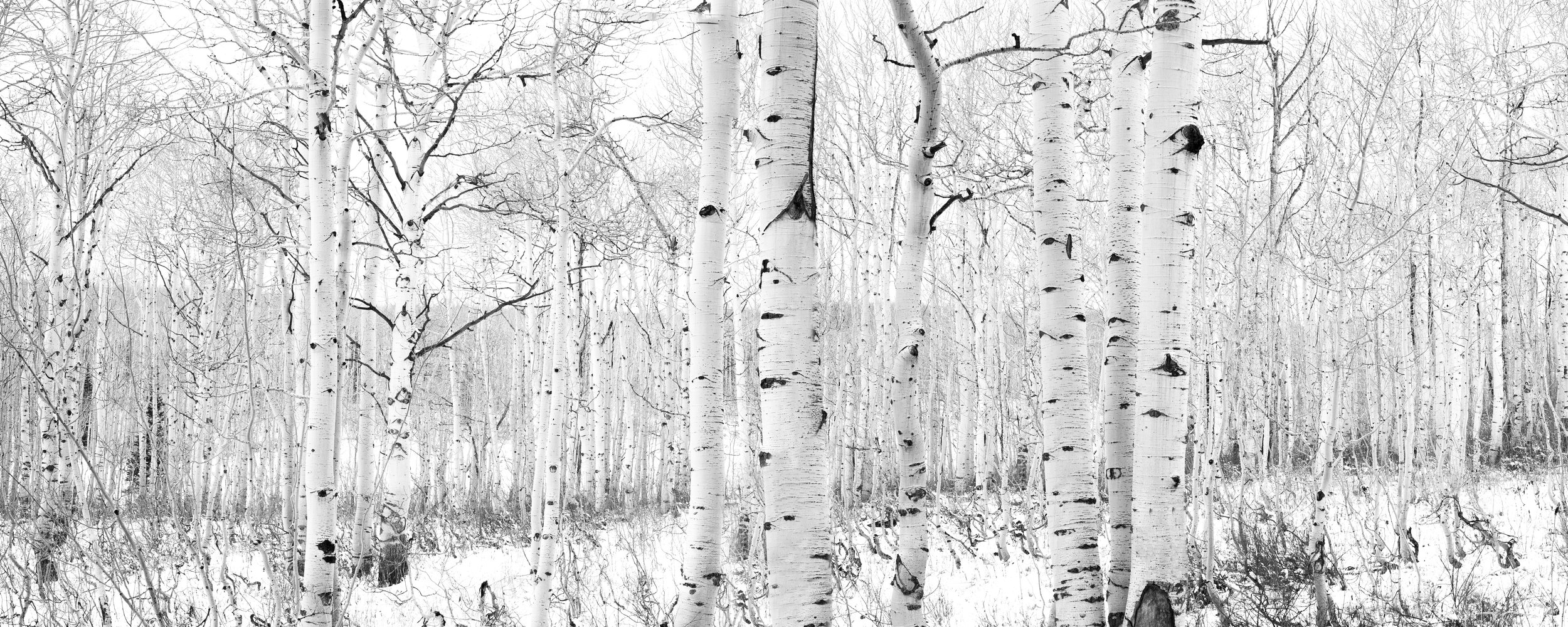Aspen, Winter (Panoramic)