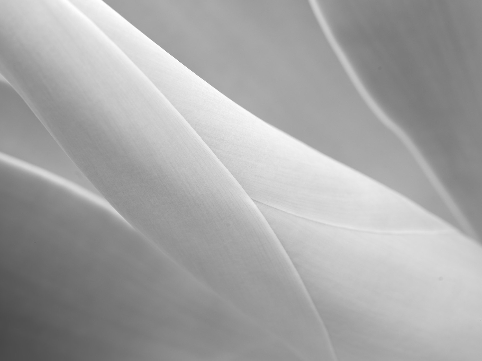 White Agave, Study 3