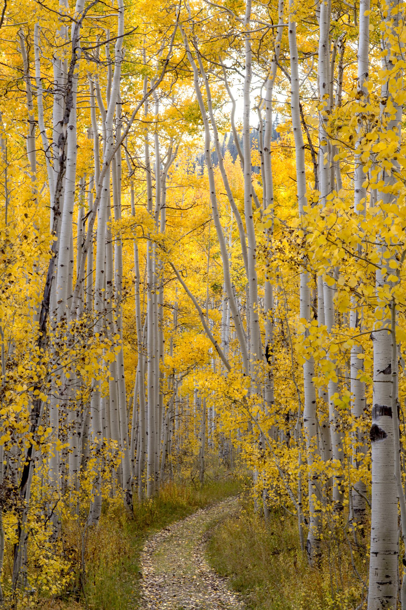 Path through the aspen.jpg