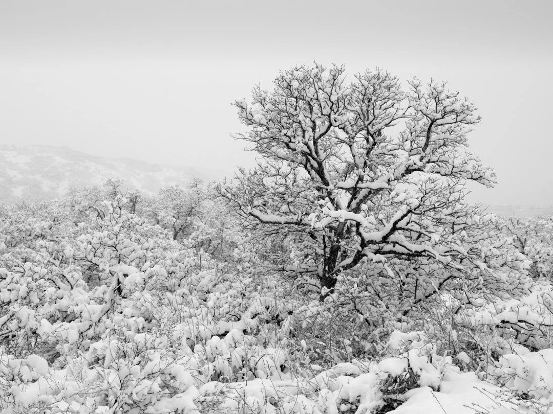 Oak in Snow