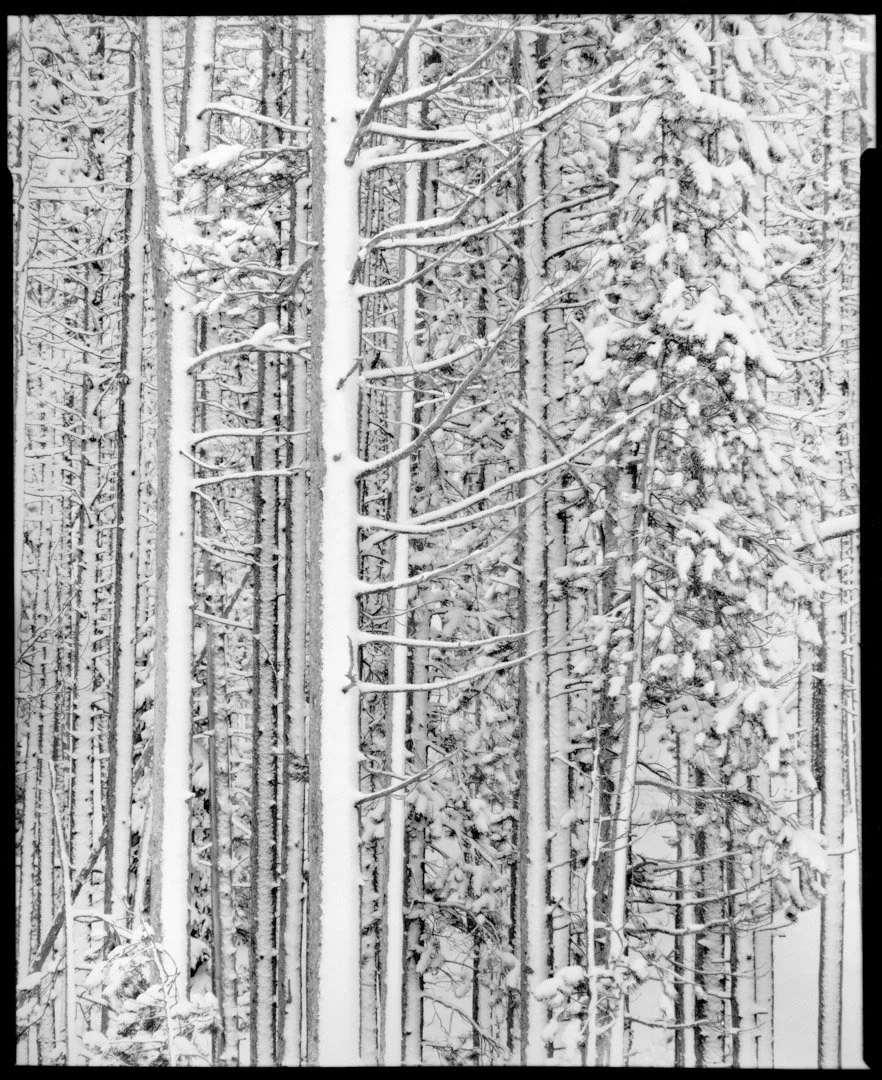 Snow Covered Trees