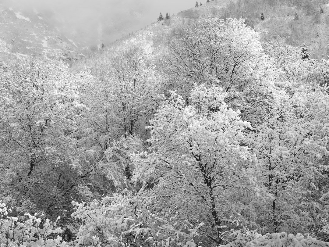 Snow Trees