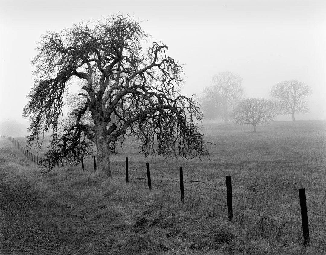 Oaks, Cathey's Valley