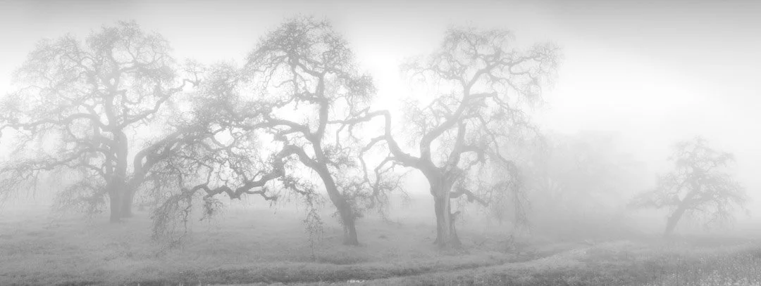 Row of Oaks, Napa