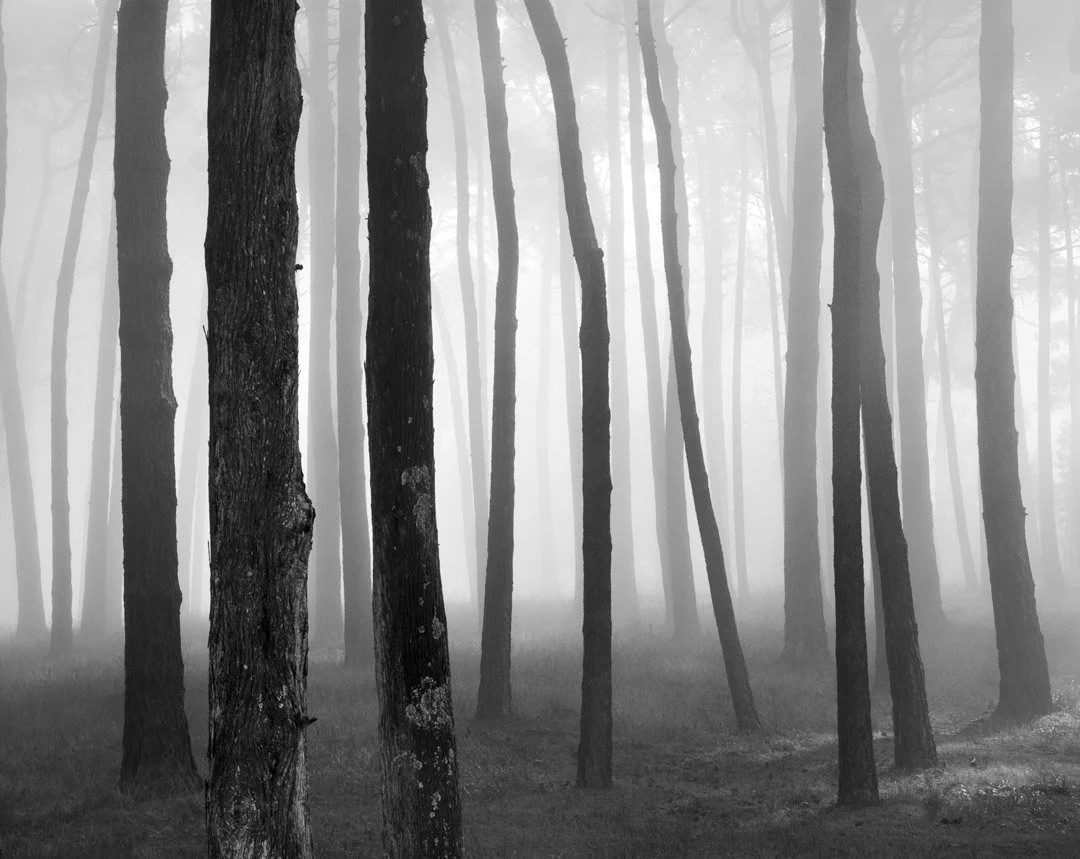 Trees in Fog, San Francisco Presidio