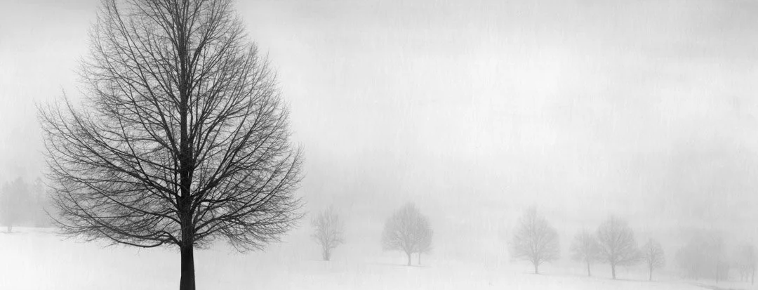 Morning Mist (Line of Trees)