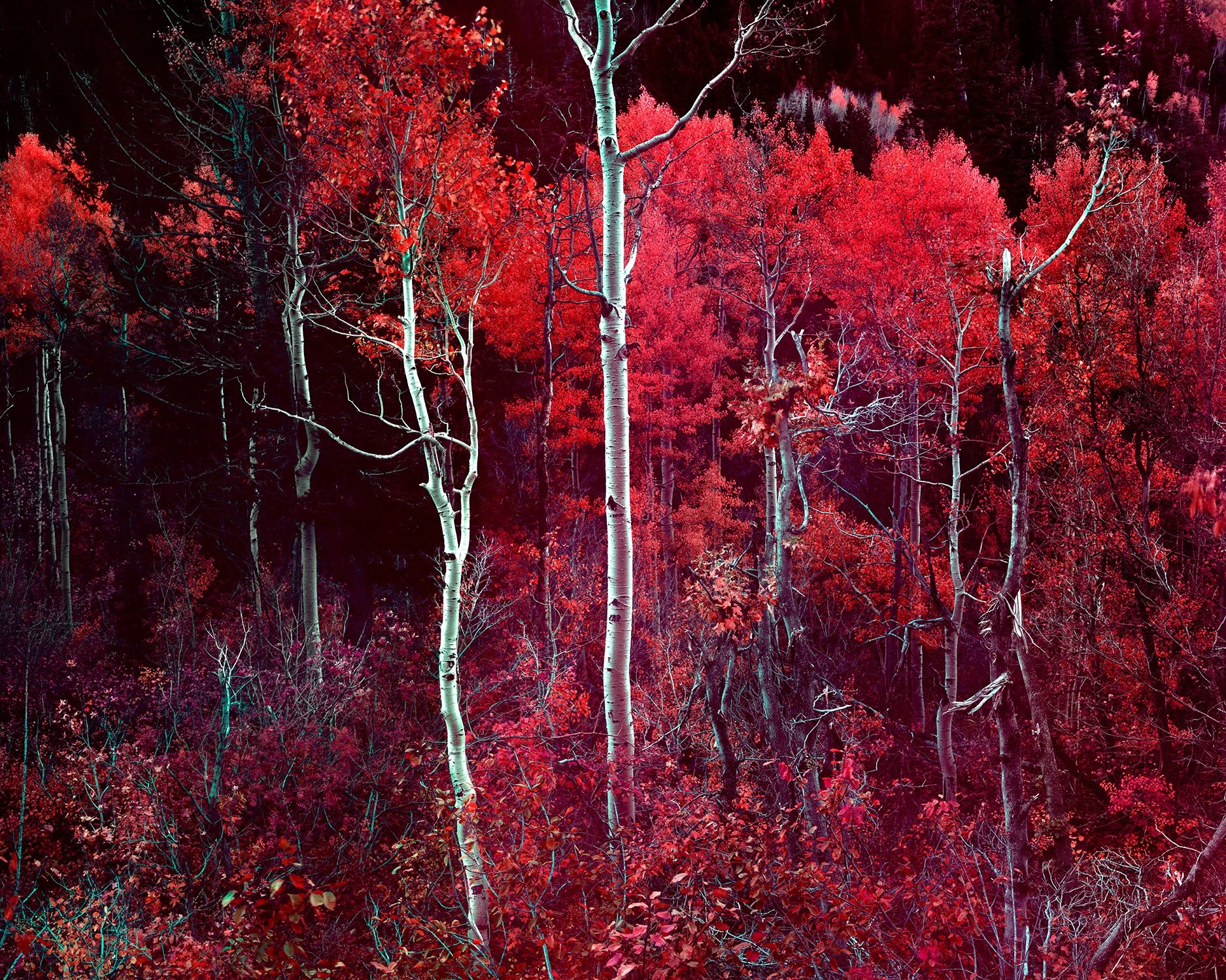 Aspen Hillside, Study II