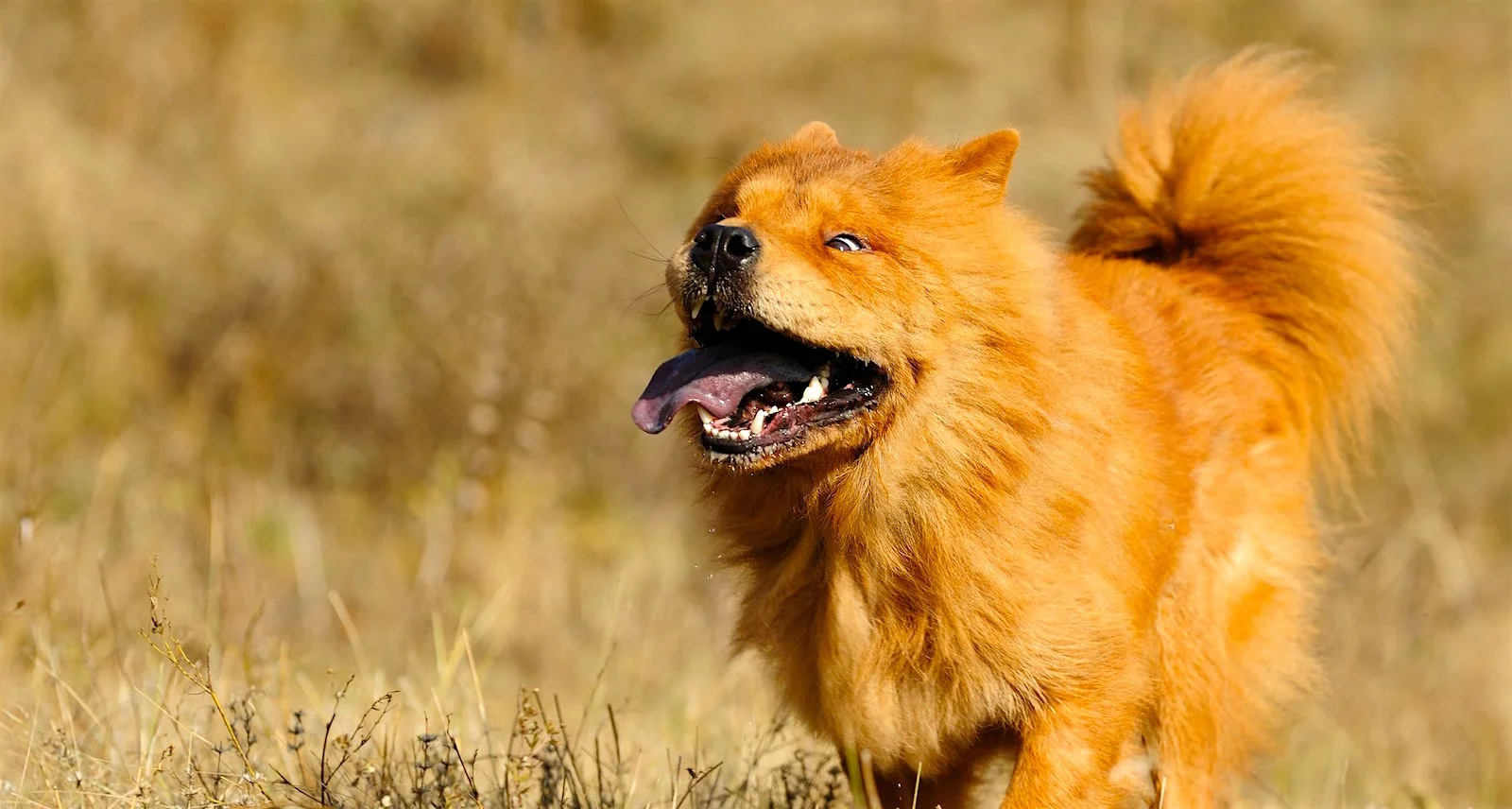 chow-chow-1.jpg
