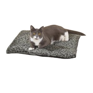 A cat on a mat, yesterday. 