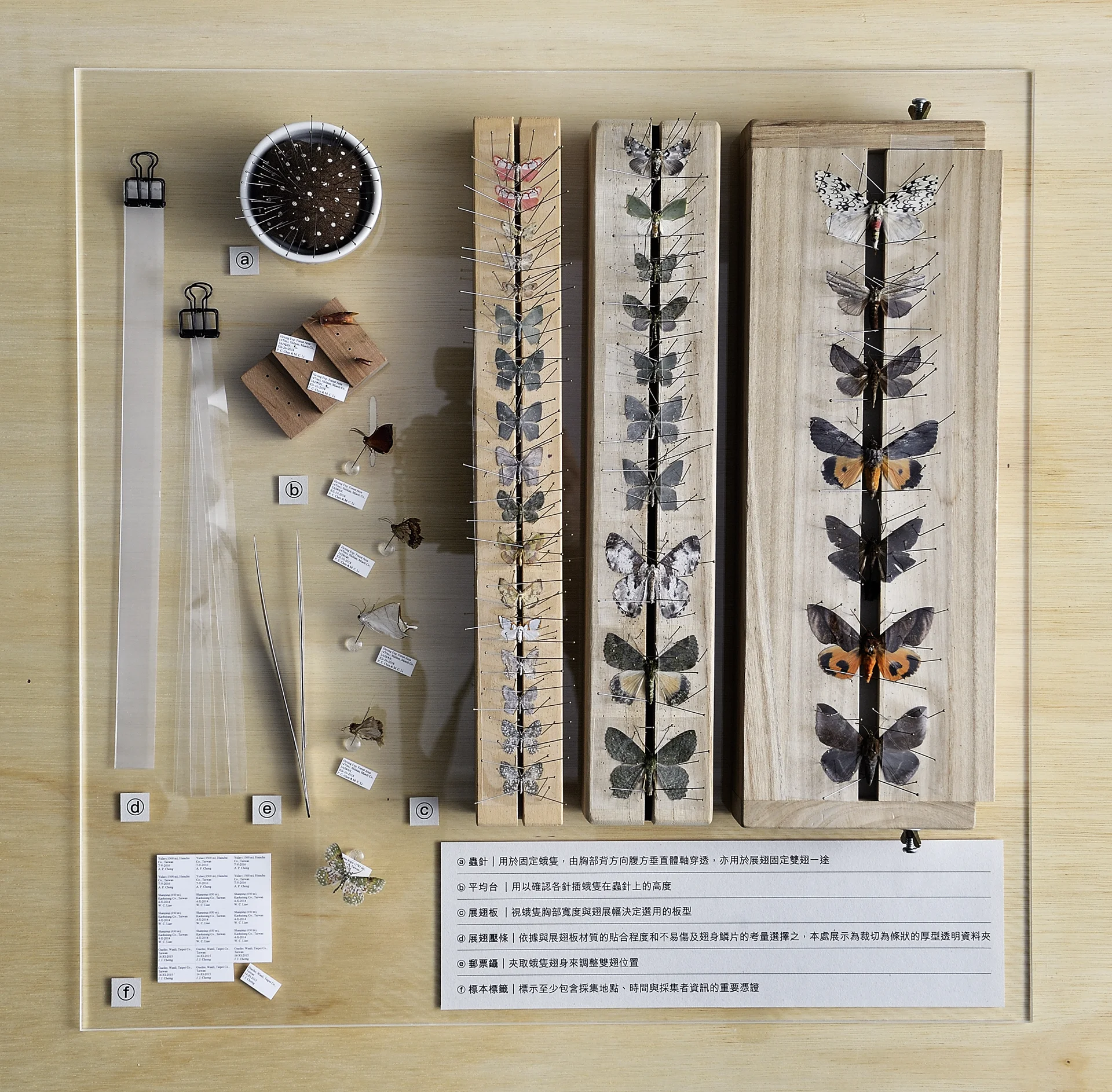 森3-森山蛾-10.jpg