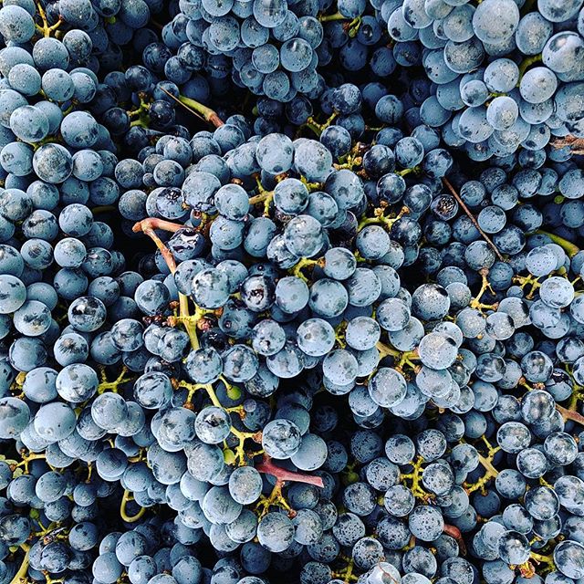 You can drink them later.  #grapes #wine #notl #harvest #perridisowine