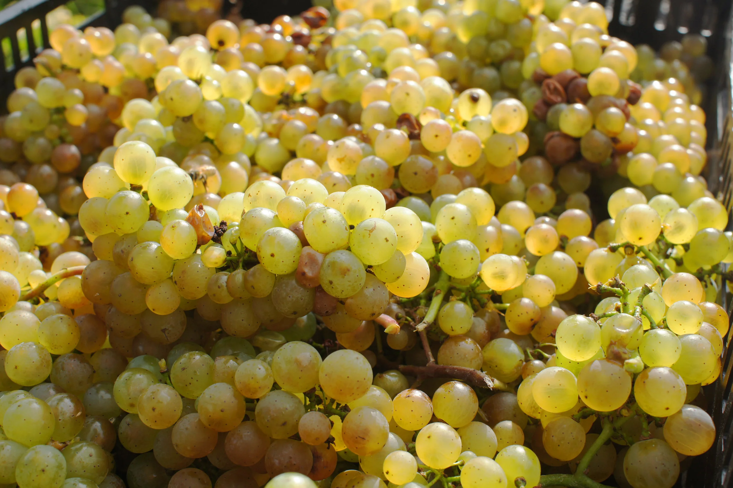 Grapes01.JPG