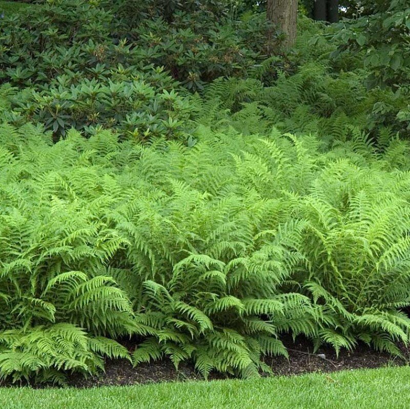 matteuccia-struthiopteris-ostrich-fern-4.jpg