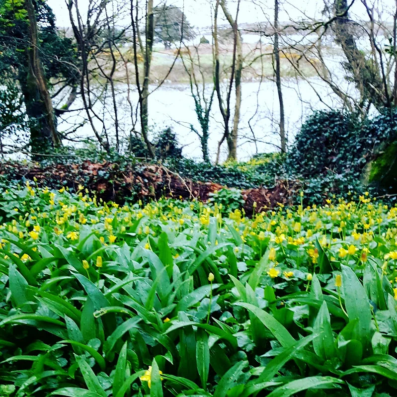 Wild garlic in its natural environment..