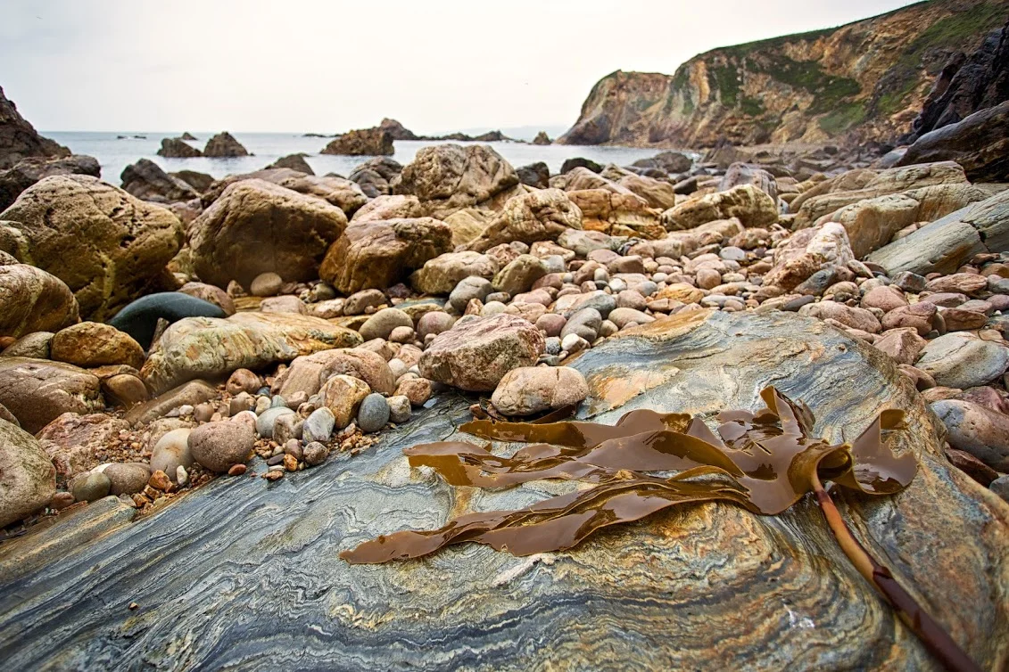 Which types of seaweed give the right balance of iodine?