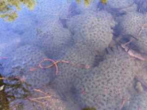 Frogspawn.jpg