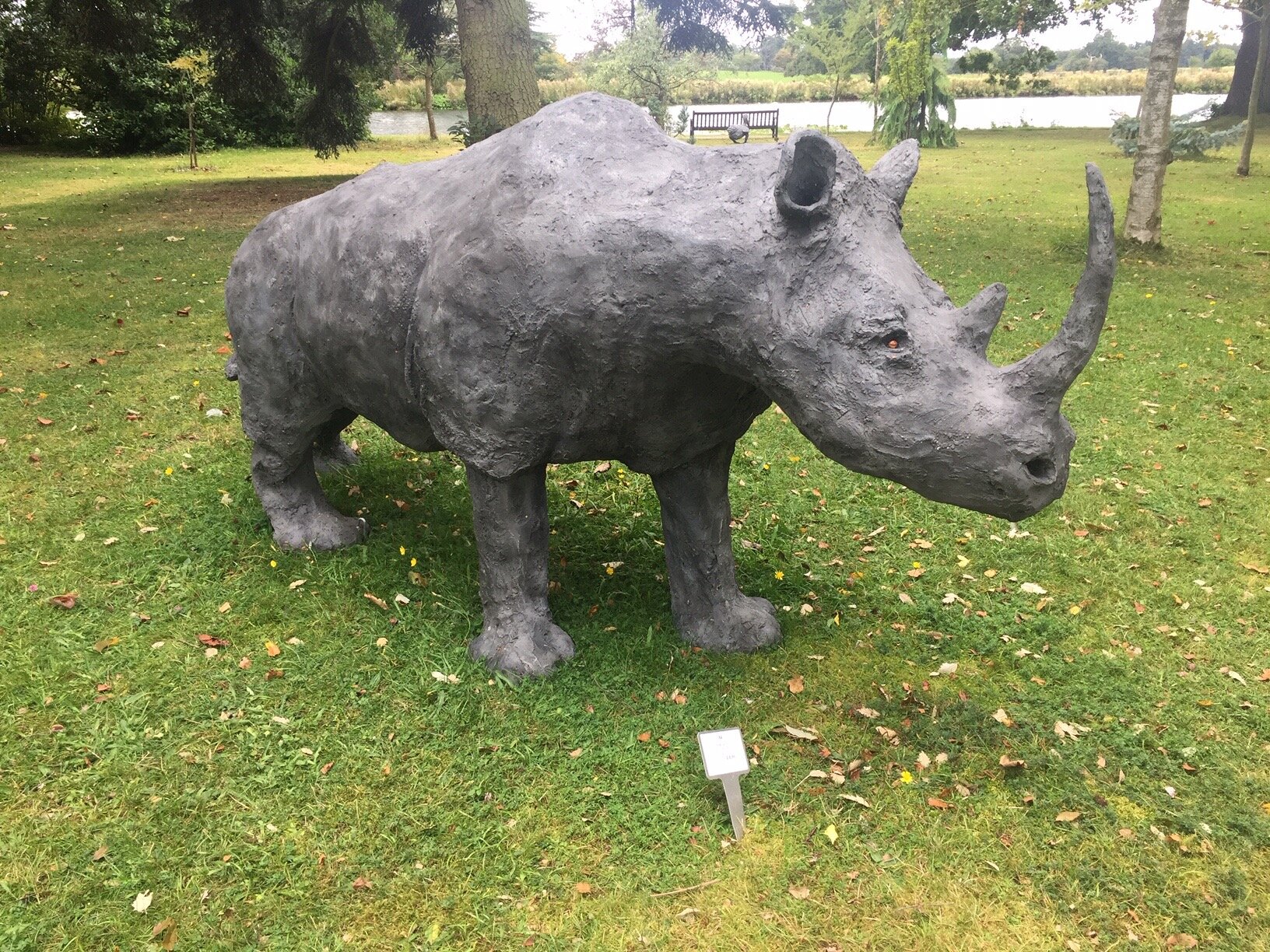 Rowena the rhino 
