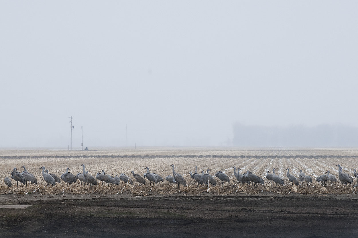 10_Cranes_ Kearney, Nebraska.jpg