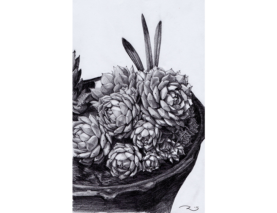 succulent E2.jpg