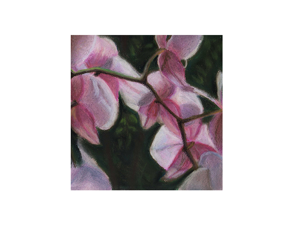 orchids E2.jpg