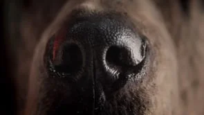 Orijen_Sniff_OLV_16x9